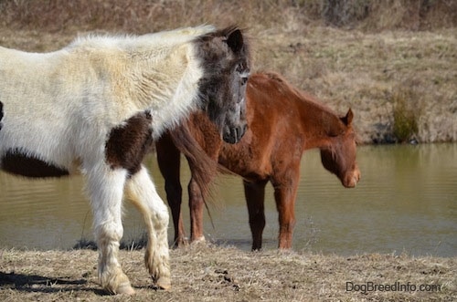 A brown horse is getting ready to drink out of a pond and walking behind it is a white and brown paint pony.