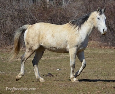 Right Profile - A tan with white horse is walking across a field.
