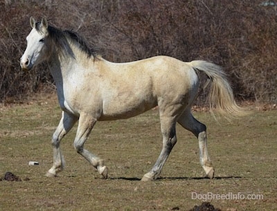 Left Profile - A tan with white horse is trotting across a field.