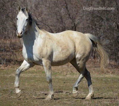 A tan with white Horse is trotting across a field looking forward.