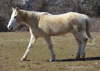 Left Profile - A tan with white Horse is walking across a field. It is looking to the left.