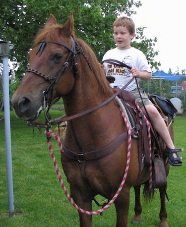 A boy wearing sandals is sitting on the back of a Horse and he is holding the reins. They are looking to the left.