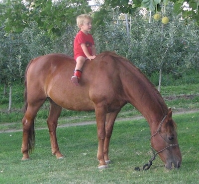 A blonde haired boy in a red shirt is sitting bareback on the back of a horse. The Horse is eating grass in the field.