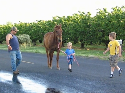 A small blonde haired boy is walking down a road leading a horse.