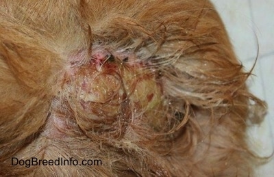 Close Up - a scabby red spot on a dog that is infected with green-yellow puss