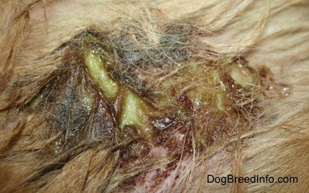 Close Up - a scabby red, black and brown spot on a dog that is infected with green-yellow puss leaking out