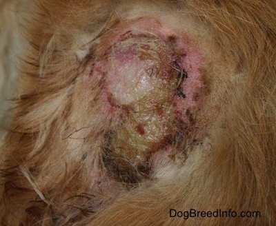 Close Up - a scabby red, black, brown and raw pink spot on a dog that is infected with yellow shiny puss