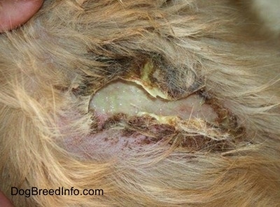 Close Up - a yellow-green, oozing puss, scabbed spot on a dog with the infected area being held open by a person's fingers