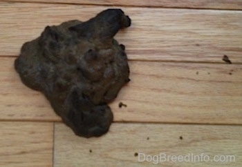 A pile of brown with spots of black dried dog poop on a hardwood floor