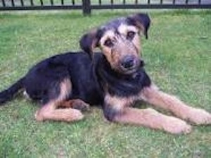 Side view- A wiry-looking, black with tan New Zealand Huntaway puppy is laying in grass with its head tilted to the left.