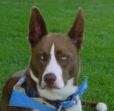Close Up - A brown with white Husky Jack in a blue bandana is laying in grass.
