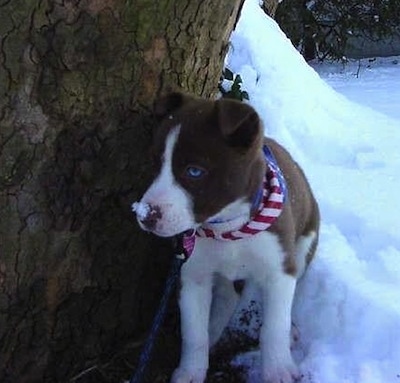 A small brown with white Husky Jack puppy is wearing a red, white and blue bandanna standing next to a tree with a pile of snow behind it