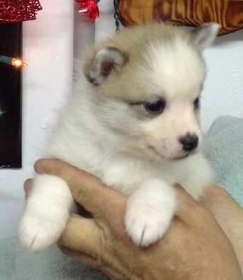 A tan with white Imo-Inu puppy is being held in the air in the hands of a person. It is looking to the right