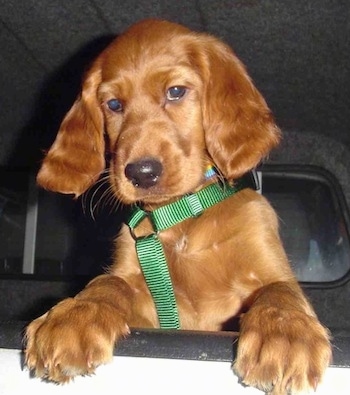 Close Up - A red Irish Setter puppy is jumped up with its paws over the top of the open window of a  car.