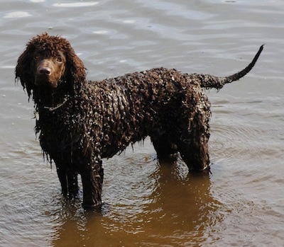 A dripping wet brown Irish Water Spaniel is standing in a body of water.