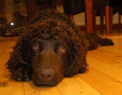 A brown Irish Water Spaniel is laying down on a hardwood floor in front of a table