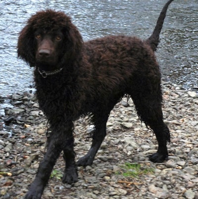 A brown Irish Water Spaniel is standing on rocks next to a body of water