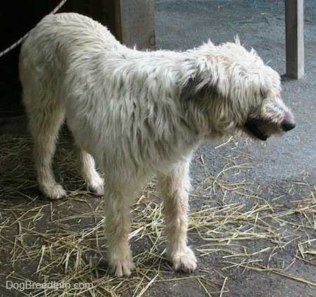 A white with tan Irish Wolfhound is standing in dirt and looking to the right.