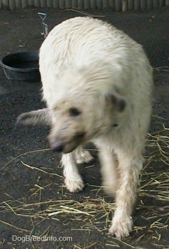 A white with tan Irish Wolfhound is walking away from an empty bowl and looking to the left