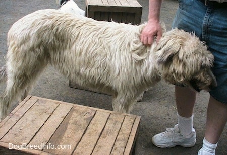 A white and tan Irish Wolfhound is standing next to a person who is petting the dog.