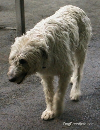 A white with tan Irish Wolfhound is walking across dirt with its head down and mouth open
