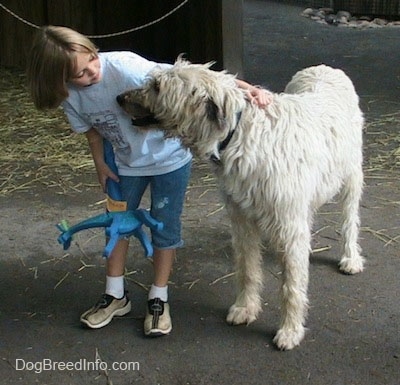 A white with tan Irish Wolfhound is standing next to a blonde haired girl who is holding a blue toy