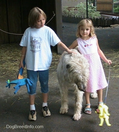 A blonde haired girl and a girl in a pink dress are petting a white with tan Irish Wolfhound. The kids are holding toys. 