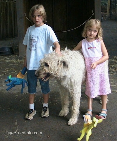 A white with tan Irish Wolfhound has a kid on each side of it, a blonde haired girl in blue and a girl in a pink dress