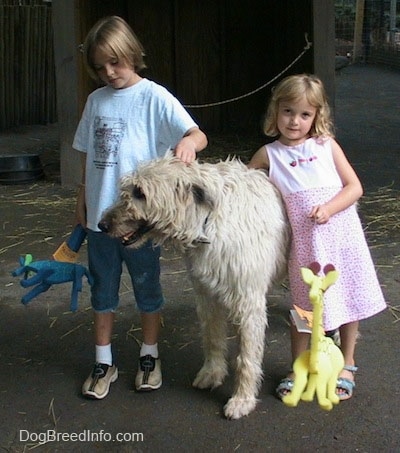 A blonde haired girl dressed in blue and a girl in a pink dress are petting a white with tan Irish Wolfhound. Its mouth is open and it is looking to the left. The kids rae holding toys.