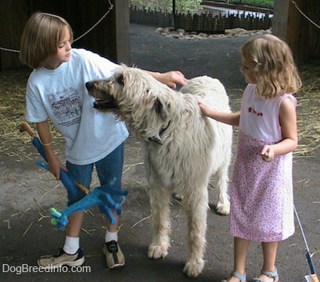 A blonde haired girl and the white with tan Irish Wolfhound are looking at each other face to face. There is a girl in a pink dress petting the dog