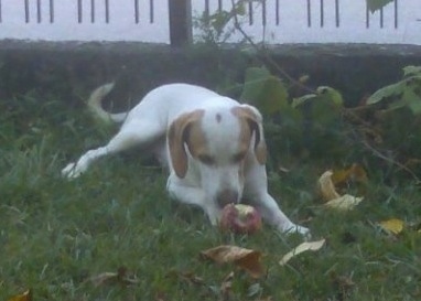 A white with brown Istrian Shorthaired Hound dog is laying outside in grass and eating an apple