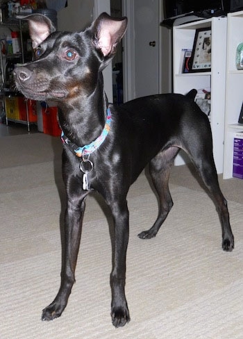 A black Italian Grey Min Pin is standing on a carpet looking to the left.