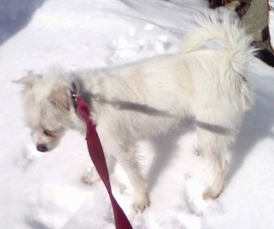 A white Italian Tzu is wearing a red collar standing in snow and looking down.