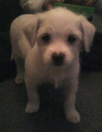 A small white Italian Tzu puppy is standing on a carpet and looking forward