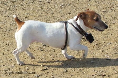 A white with tan Jack Russell Terrier is wearing a black harness trotting across dirt