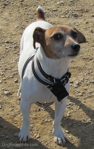 A white with tan Jack Russell Terrier is standing in dirt and looking up and to the right with a wise face