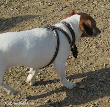 A white with tan Jack Russell Terrier is walking across a dirt path with rocks all over it
