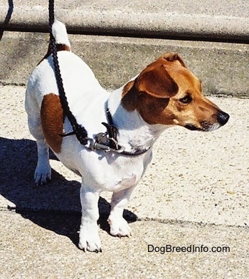 A short-legged white with tan Jack Russell Terrier is standing in front of a stone step and looking to the right