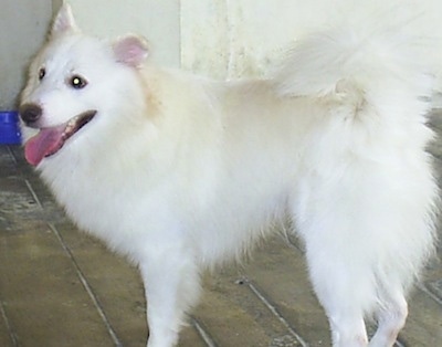 A white Japanese Spitz is standing on a tan tiled floor in a room. Its mouth is open and its tongue is out