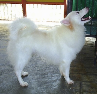 Right Profile - A white Japanese Spitz is standing in a room and looking up, its mouth is wide open