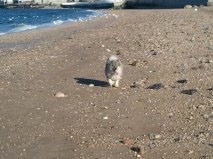 A Keeshond is walking across a beach with blue water behind her