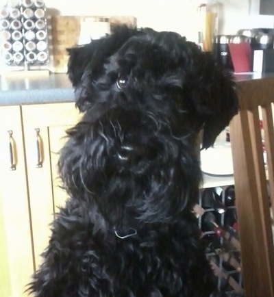 Close Up head on upper body shot - A black Kerry Blue Terrier is sitting next to a wooden chair in a kitchen