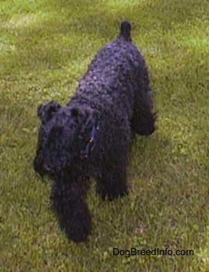 A black Kerry Blue Terrier is walking across grass