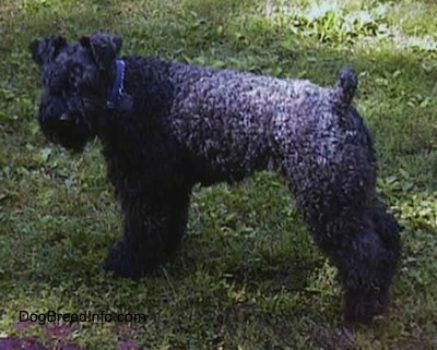 Side view - A black Kerry Blue Terrier is standing in grass