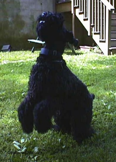 A black Kerry Blue Terrier is preparing to jump in the air.