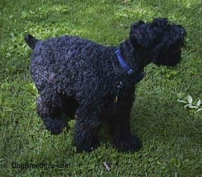 A black Kerry Blue Terrier is running outside in grass.