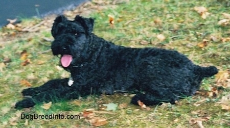 Side view - A black Kerry Blue Terrier is laying in grass with its pink tongue showing.