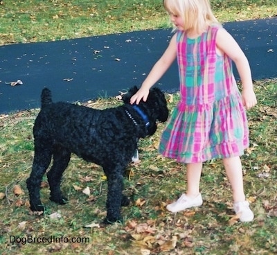 A small blonde haired girl is petting the back of a black Kerry Blue Terrier outside