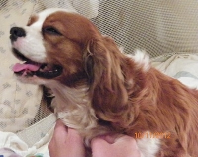 Rose the Cavalier King Charles Spaniel is laying on a couch with its mouth open and tongue out