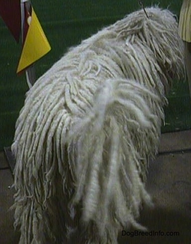 A white Corded Komondor walking away from the camera at a dog show. 